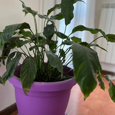 At Mogliano A Casa Ma In Apartamento *