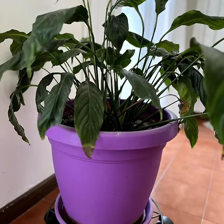 Apartamento At Mogliano A Casa Ma In